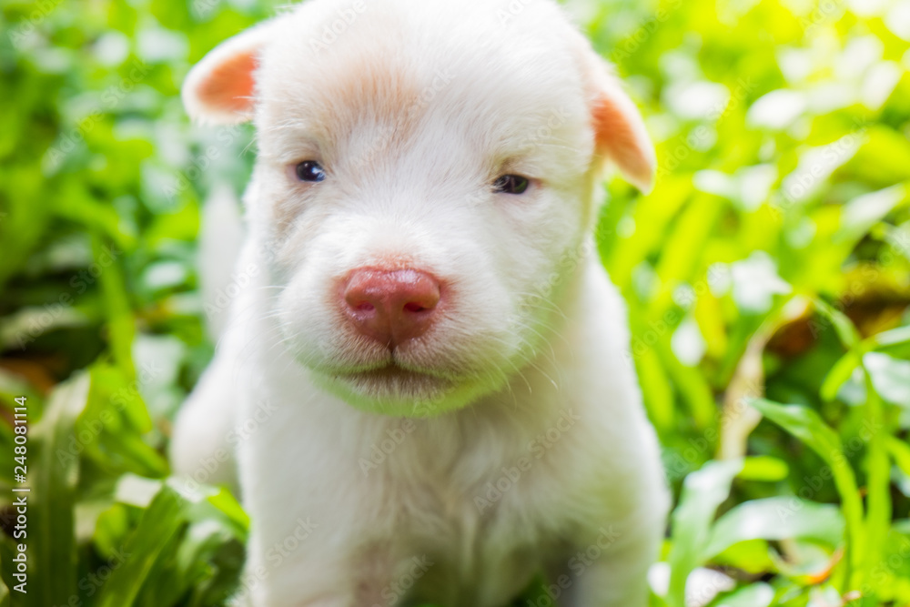 Cute puppies just learn to run, explore the world on the grass in the garden on a nice day. Cute puppies just learn to run, explore the world on the grass in the garden on a nice day.
