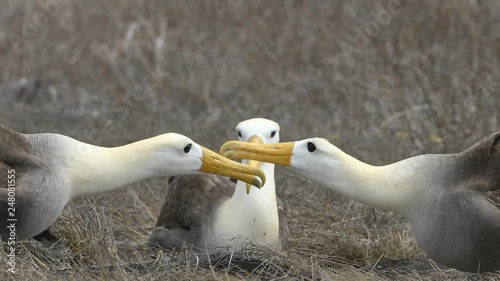 Galapagos Alabatross aka Waved albatrosses mating dance courtship ritual on Espanola Island, Galapagos Islands, Ecuador. The Waved Albatross is an critically endangered species endemic to Galapagos.