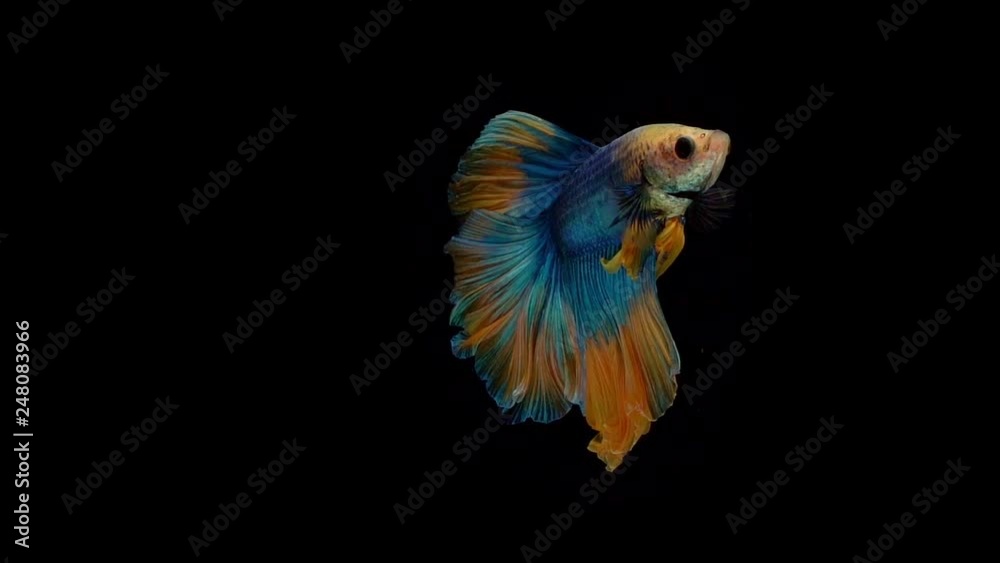 Super slow motion of Siamese fighting fish (Betta splendens), well known name is Plakat ThaiSuper slow motion of Siamese fighting fish (Betta splendens), well known name is Plakat Thai Super slow motion of Siamese fighting fish (Betta splendens), well known name is Plakat ThaiSuper slow motion of Siamese fighting fish (Betta splendens), well known name is Plakat Thai