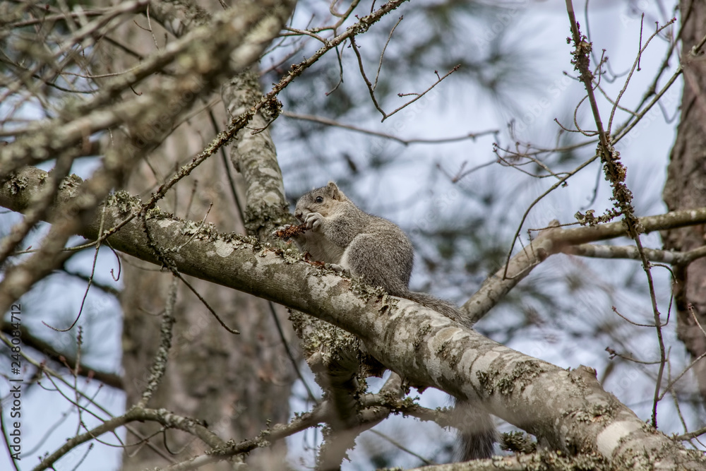Delmarva Fox Squirrel, Sciurus niger cinereus Delmarva Fox Squirrel, Sciurus niger cinereus