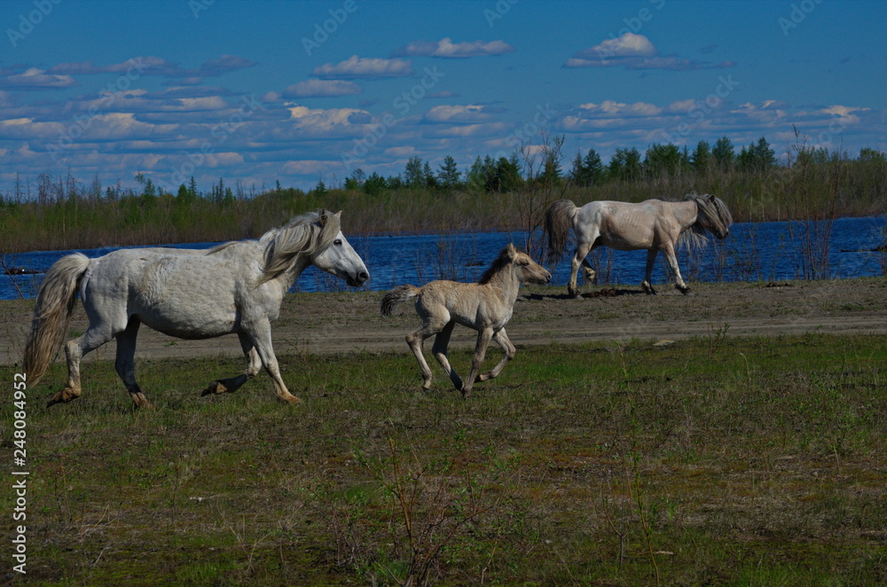 Yakut horses in the field Yakut horses in the field