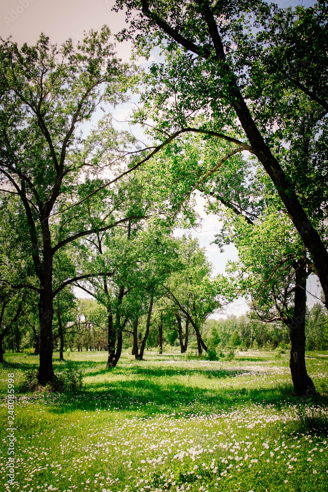 Fototapeta premium Flowers, plants, trees