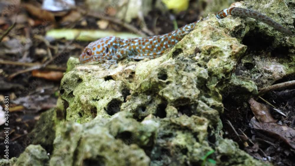 Tokay gecko crawls onto a rock. The tokay gecko (Gekko gecko) is a nocturnal arboreal gecko in the genus Gekko. Tokay gecko crawls onto a rock. The tokay gecko (Gekko gecko) is a nocturnal arboreal gecko in the genus Gekko.