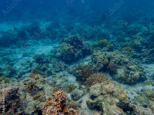 Fototapeta Naklejka Na Ścianę i Meble -  フィリピン・セブ島の海