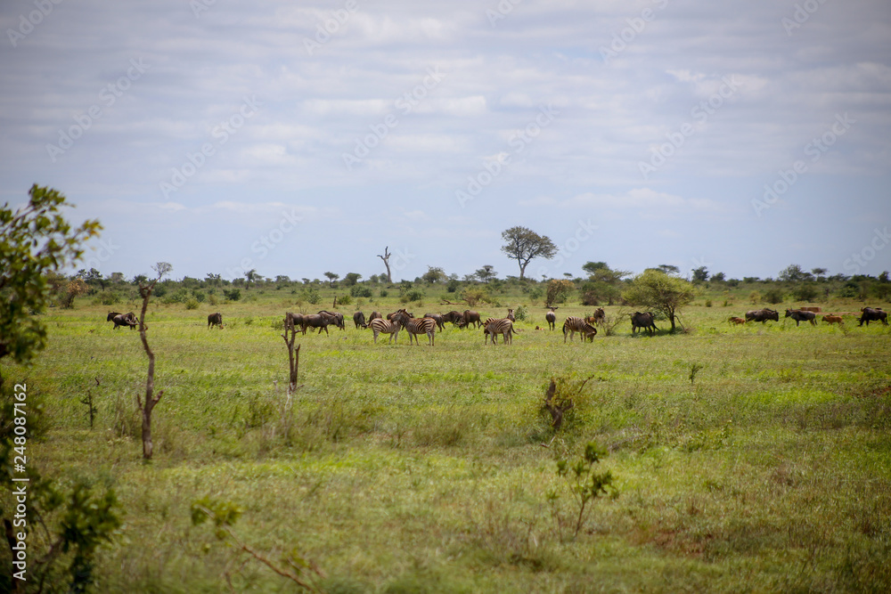 Kruger National park in South Africa