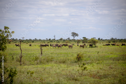 Kruger National park in South Africa