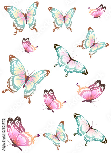 beautiful pink butterflies  isolated  on a white