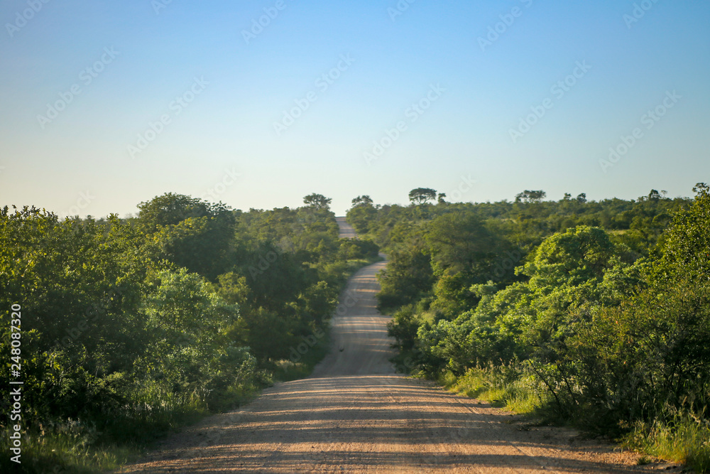 Obraz premium クルーガーナショナルパーク 道路