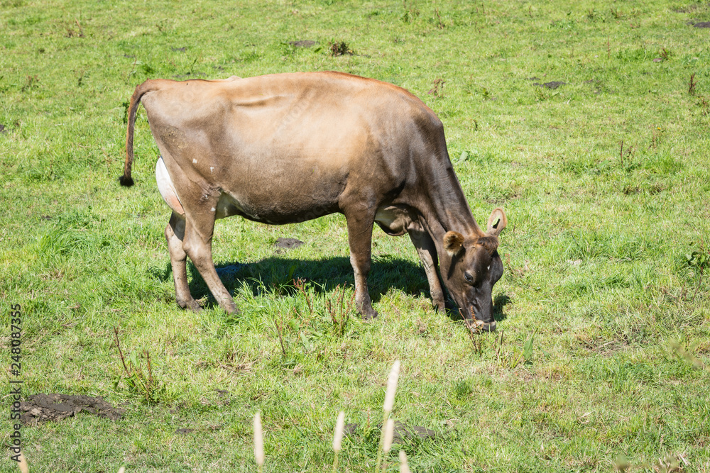 Cow in a field