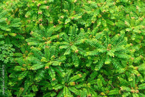 image from top view green garden tree and green