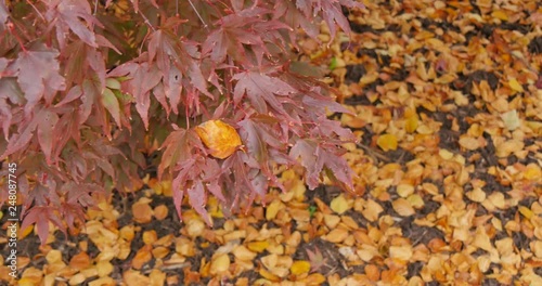 Autumn Leaves, Grasser, Cumbria, England, United Kingdom, Europe   photo