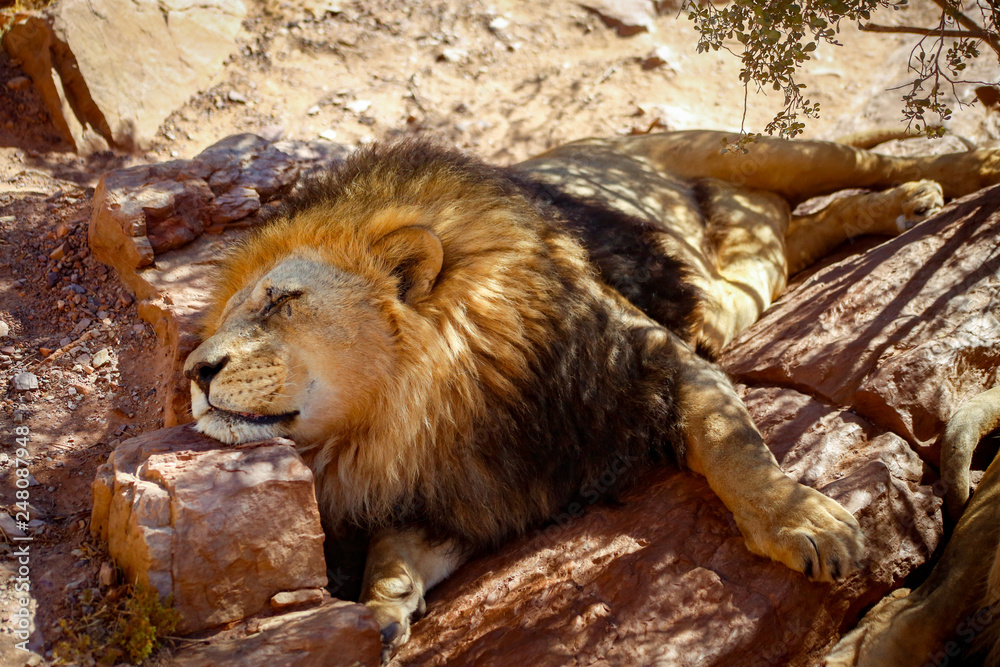 Naklejka premium 寝ているオスライオン