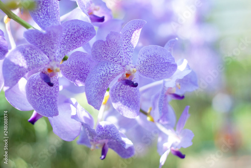 Purple orchid with blurred pattern background