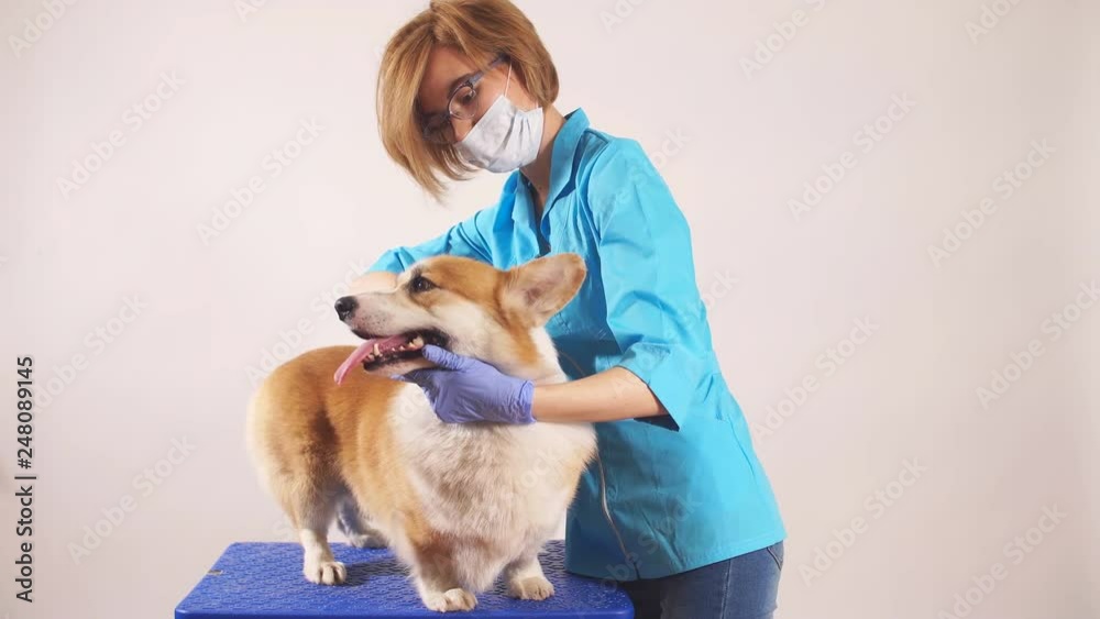 young female vet looking for fleas of the dog at clinic. close up photo. isolated grey background.woman examines the eyes of the pet. young female vet looking for fleas of the dog at clinic. close up photo. isolated grey background.woman examines the eyes of the pet.