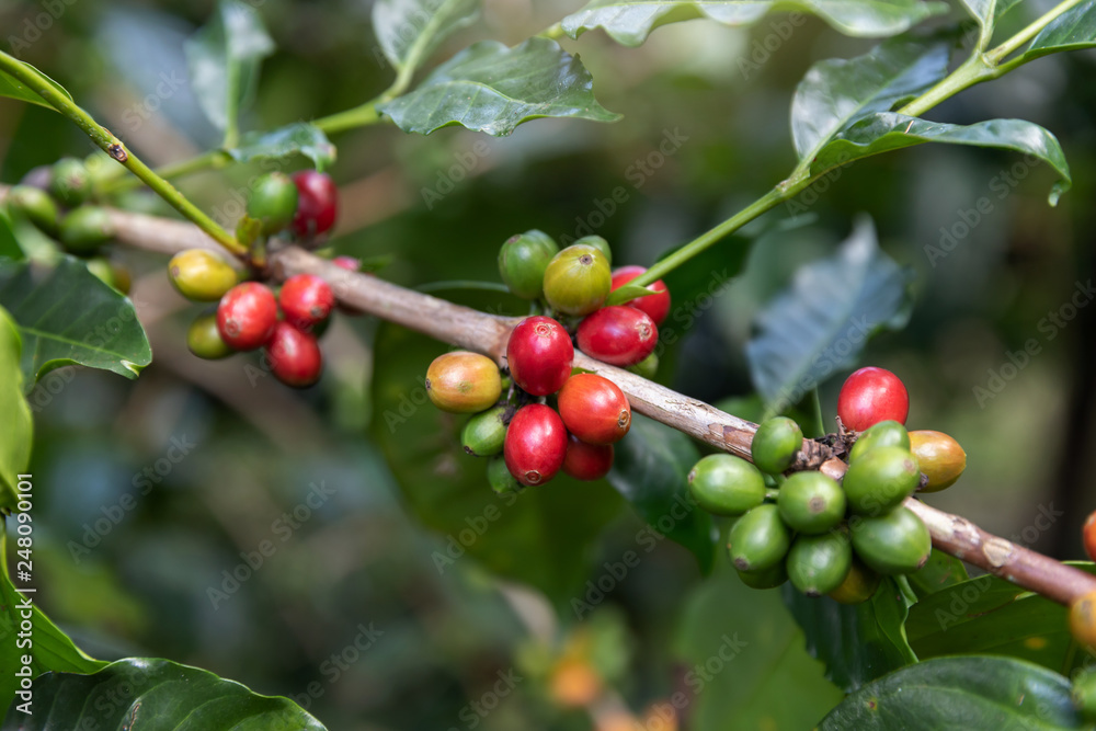Coffee bean,Arabicas Coffee Tree Coffee bean,Arabicas Coffee Tree