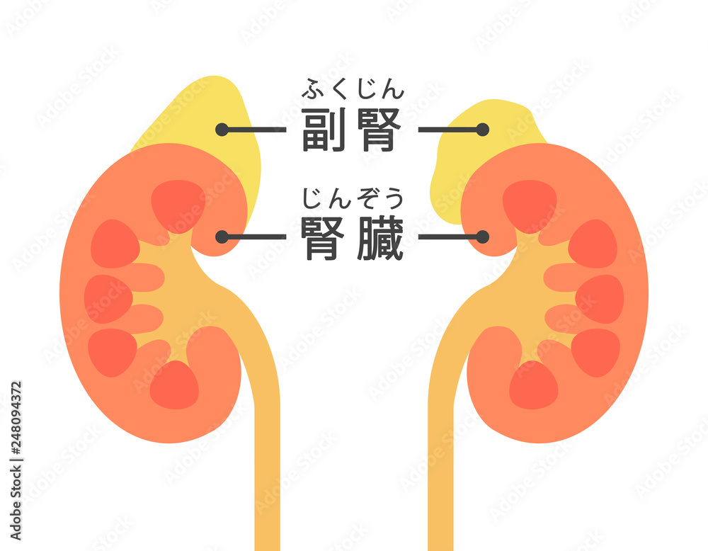 腎臓と副腎 Stock イラスト Adobe Stock 腎臓と副腎 Stock イラスト Adobe Stock