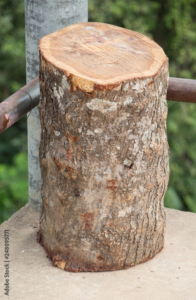 Fototapeta premium Small log on the ground