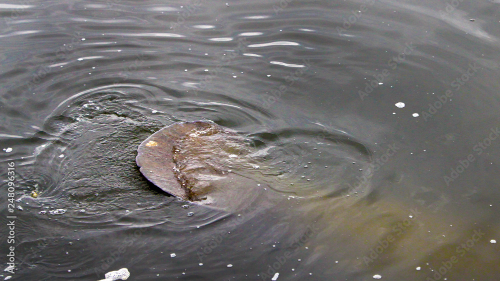 Obraz premium Manatees tail swimming on top in a river in Florida
