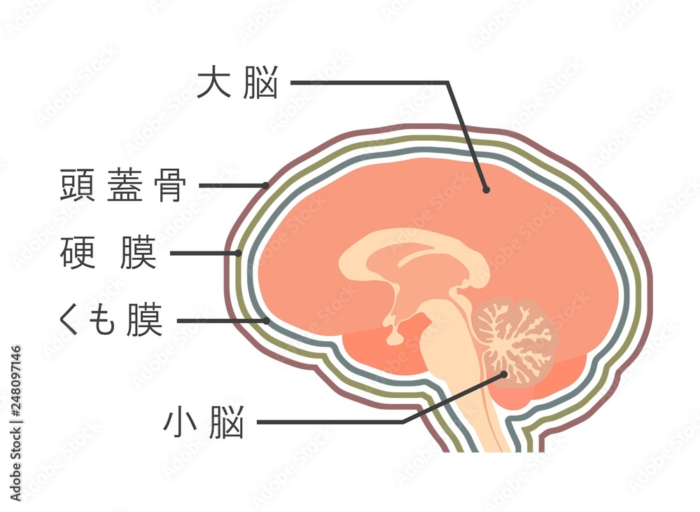 脳とくも膜の図 Stock イラスト Adobe Stock