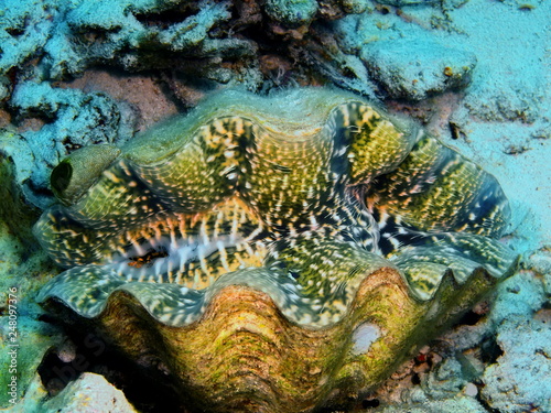 The amazing and mysterious underwater world of Indonesia, North Sulawesi, Bunaken Island, clam © vodolaz