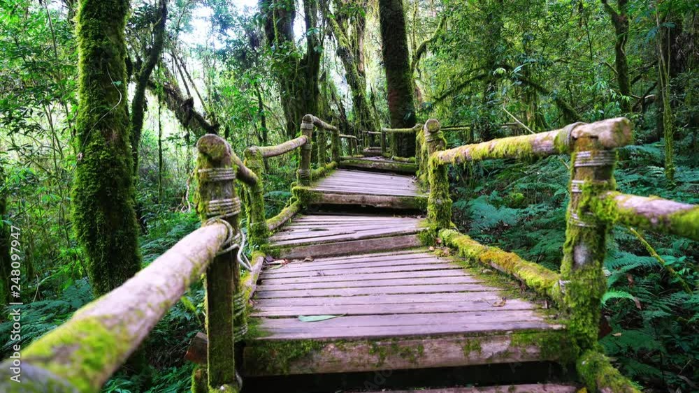 Nature trail in forest. Ang ka nature trail in Doi Inthanon national park , Chiang mai , Thailand.