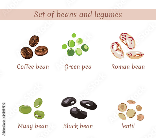 Set of beans and legumes. Roman, black, mung and coffee beans. Lentil, green peas isolated on white background. Vector flat illustration.