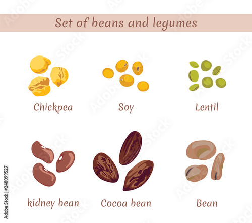 Set of beans and legumes. Chickpeas, soybeans, lentils, kidney beans, cocoa beans, beans isolated on white background. Vector flat illustration.