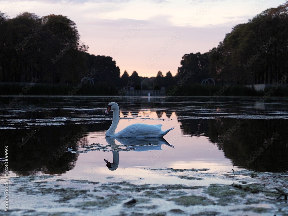 Naklejka premium Swan swimming on a lake which reflects the beautiful sunset in Blücherpark, Cologne