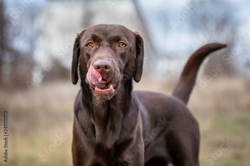 Portrait of a Chocolate Labrador Retriever