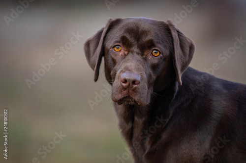 Portrait of a Chocolate Labrador Retriever © Marc Scharping