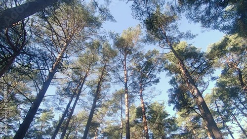 Wind is swinging pine trees photo