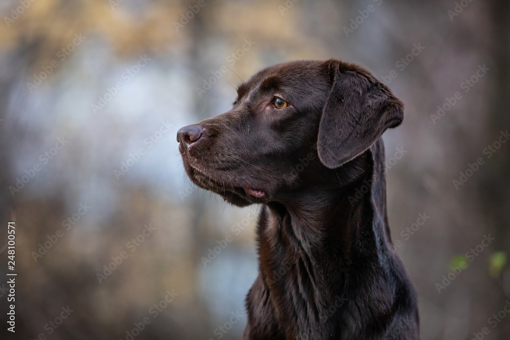 Portrait of a Chocolate Labrador Retriever