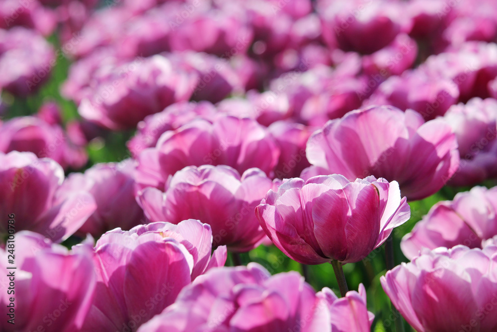 Obraz premium Pink tulip field 