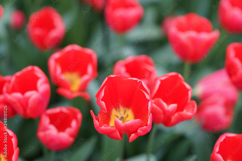 Vatiétés de tulipes rouge