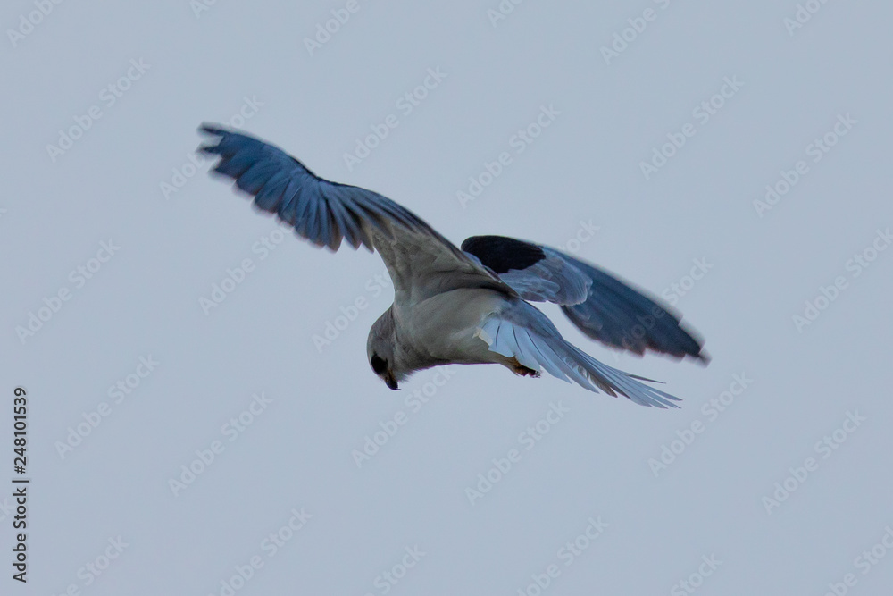Obraz premium Very close view of a white-tailed kite flying in the wild