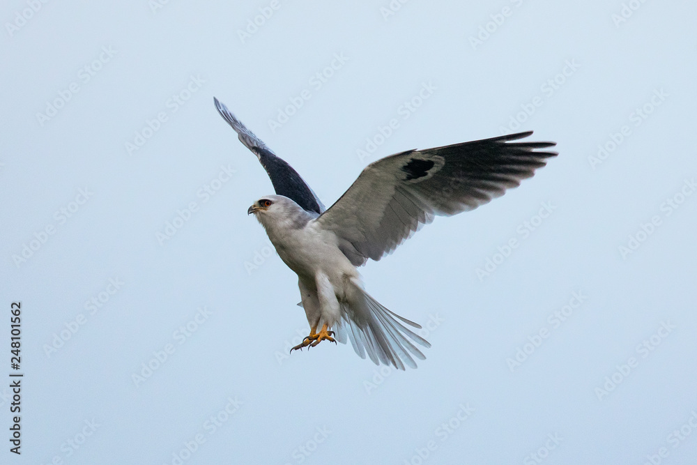 Very close view of a white-tailed kite flying in the wild Very close view of a white-tailed kite flying in the wild