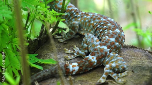 Tokay gecko resting in a tree close up. The tokay gecko (Gekko gecko) is a nocturnal arboreal gecko in the genus Gekko.