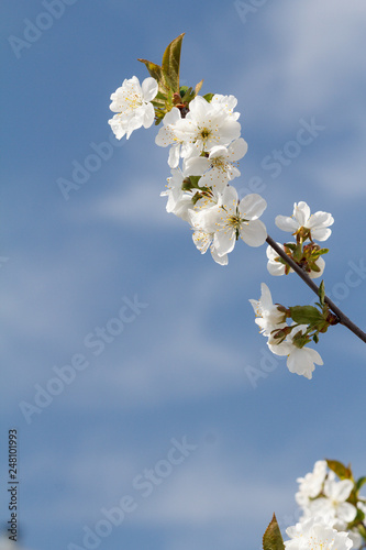 Branch of apple tree in the period of spring flowering.