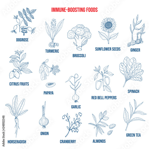 Best foods for the immune system