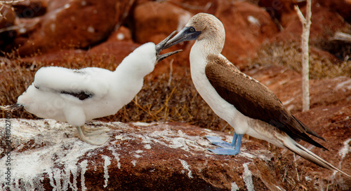 Mother and baby blue-footed boobies photo