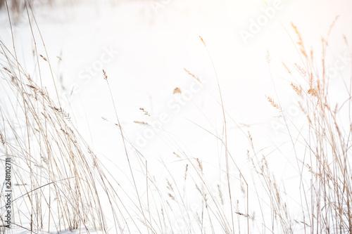 Dry grasses in the snow in winter forest. Shallow depth of field.