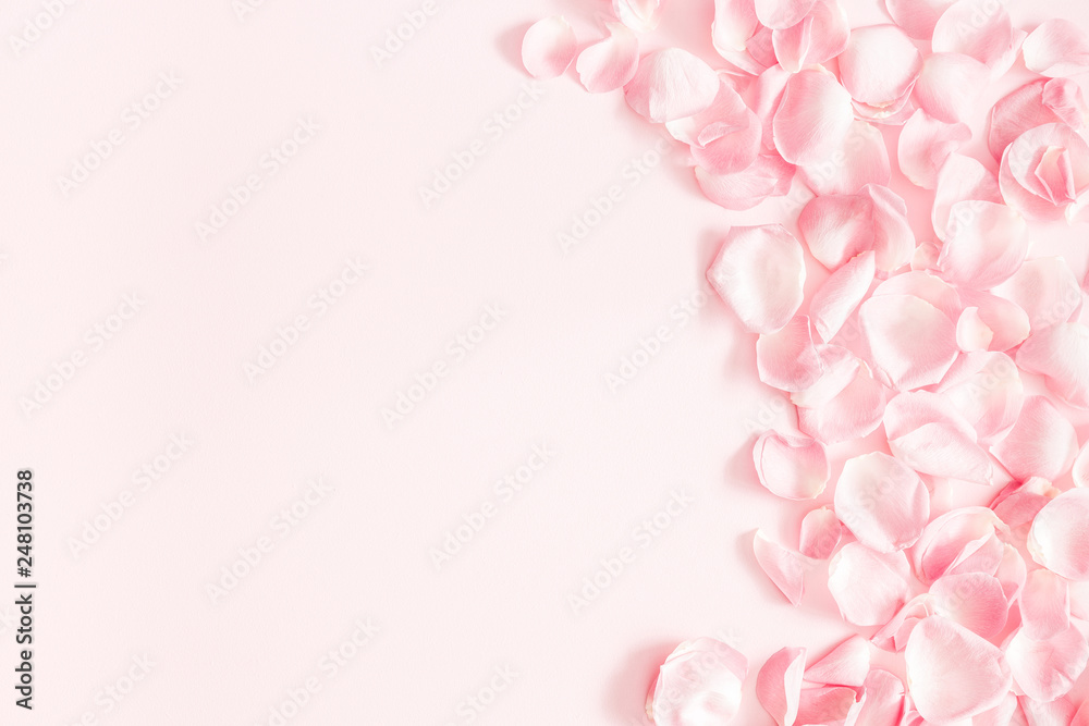 Pink rose flowers petals on white background. Flat lay, top view, copy  space., Stock image