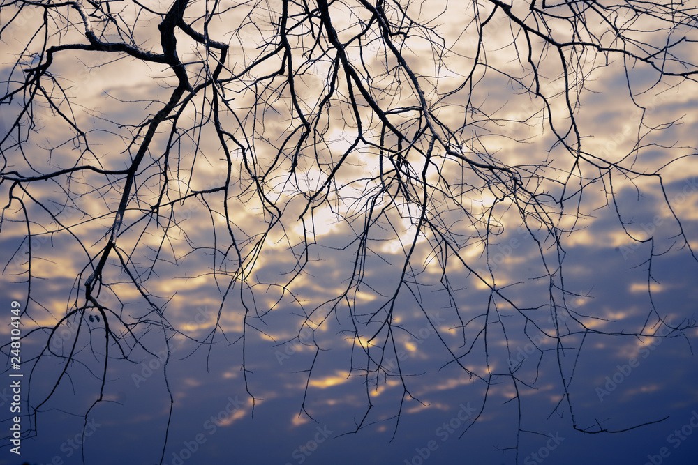 Fototapeta premium natural background of dry tree bushes