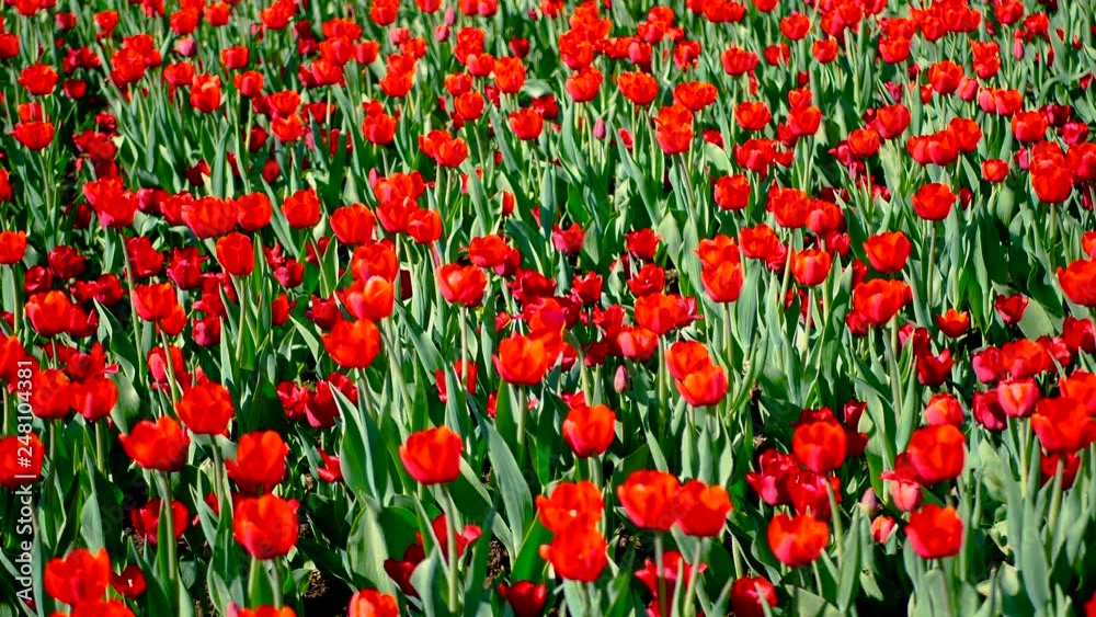 Field Of Red Tulips Blooms In The Spring Field Of Red Tulips Blooms In The Spring