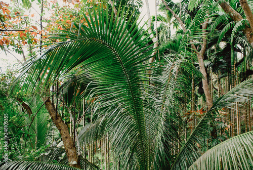 asian tropical jungle. Palm leaves. Dark green palm foliage