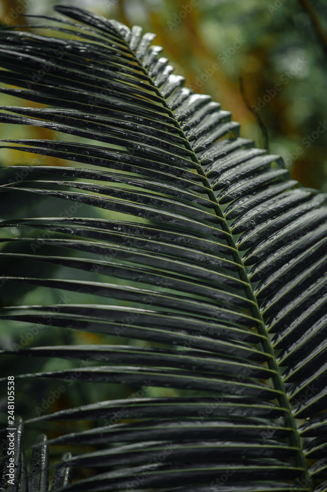 asian tropical jungle. Palm leaves. Dark green palm foliage asian tropical jungle. Palm leaves. Dark green palm foliage
