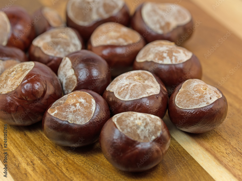 Rosskastanien, Aesculus hippocastanum Rosskastanien, Aesculus hippocastanum