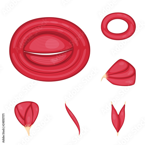Vector design of muscle and cells sign. Collection of muscle and anatomy stock symbol for web.