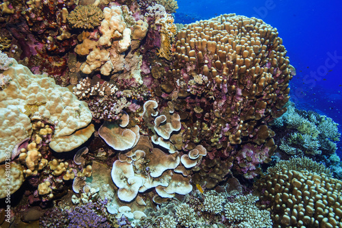 Fototapeta Naklejka Na Ścianę i Meble -  Coral reef at the Red Sea Egypt