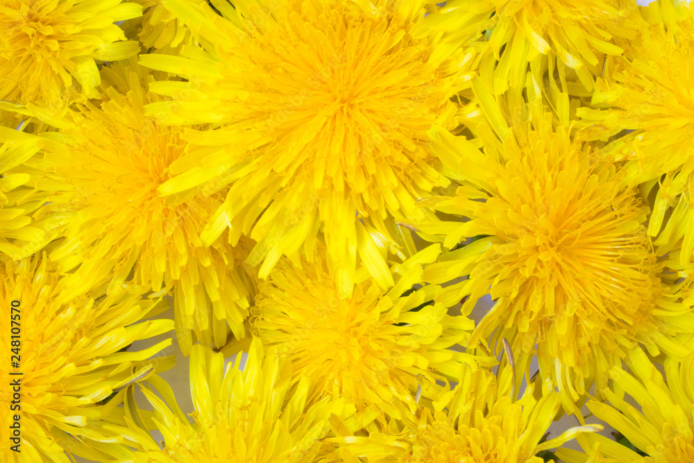 Yellow dandelion background Yellow dandelion background
